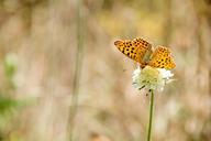 butterfly-nature-insect-animal-828124.jpg