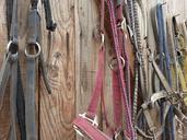 bridle-stall-horse-saddle-reiter-105062.jpg