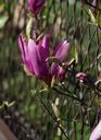 magnolia-flower-magnolia-flower-741531.jpg