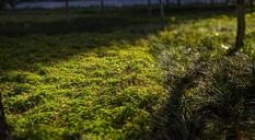 grassland-afternoon-green-belt-555471.jpg