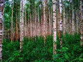 birch-trees-forest-woods-finland-301918.jpg