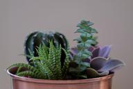 potted-plants-succulents-gardening-731201.jpg