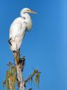 giant-egret-bird-wildlife-perch-138949.jpg