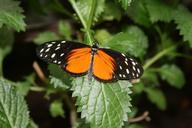 butterfly-orange-nature-green-640808.jpg