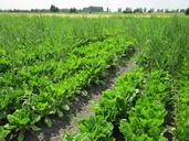 sugar-beets-field-crop-agriculture-848719.jpg