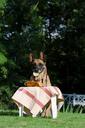 dog-trick-dog-shows-a-trick-malinois-672650.jpg