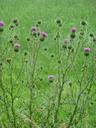 thistle-weed-garden-green-410623.jpg