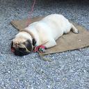 pug-dog-tired-pet-purebred-dog-1680853.jpg