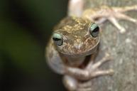 frog-venezuela-nature-animals-545218.jpg