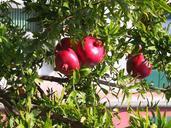 pomegranate-red-fruit-juicy-italy-711540.jpg