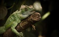 iguana-lizard-reptile-animal-511036.jpg