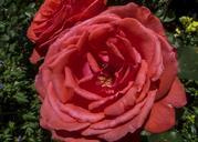 red-rose-flower-plant-garden-184223.jpg