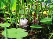 pond-water-lily-lake-aquatic-plants-395186.jpg