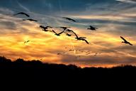 geese-sunset-bright-swarm-610098.jpg