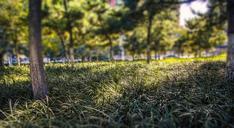 grassland-green-belt-trees-roadside-555470.jpg