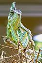 chameleon-animals-green-181059.jpg