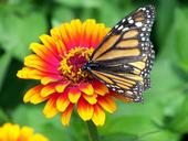 monarch-butterfly-flower-zinnia-18140.jpg