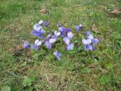 violet-flower-spring-purple-flower-1637689.jpg