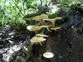 fungi-mushrooms-forest-floor-forest-596434.jpg