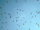 seagull-birds-flight-flying-sky-974772.jpg