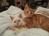 kittens-playing-friends-cat-1174352.jpg