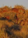 sand-dune-grass-namibia-coast-142187.jpg