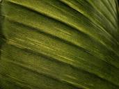 banana-leaf-leaf-texture-effect-459221.jpg