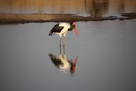 saddle-billed-stork-zimbabwe-bird-1132747.jpg