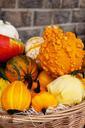 agriculture-autumn-colorful-crop-72222.jpg