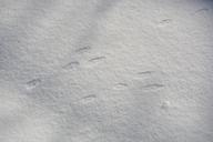 rabbit-bunny-footprint-track-435862.jpg