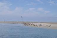 seals-sandbar-north-sea-50284.jpg