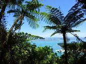 ferns-new-zealand-sea-seascape-427776.jpg