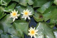 water-lily-aquatic-plant-pond-535017.jpg