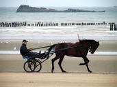 normandy-france-utah-beach-horse-155032.jpg