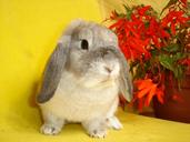 bunny-animal-my-favorite-607097.jpg