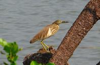 pond-heron-bird-avian-heron-water-632679.jpg