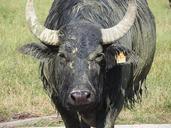 buffalo-water-buffalo-840338.jpg