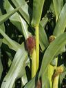 corn-plant-corn-on-the-cob-896663.jpg