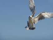 seagull-bird-flight-wings-sky-429189.jpg