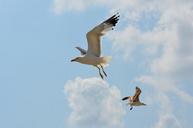 seagull-birds-flight-sky-wings-754477.jpg