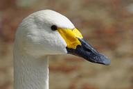 swan-tundra-swan-magpie-duck-bird-1305039.jpg