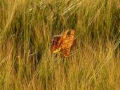 barley-field-leaf-leaves-barley-8235.jpg