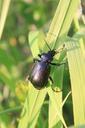 beetle-black-calosoma-carabidae-87949.jpg