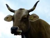 cow-beef-animal-milk-cow-horns-522976.jpg