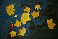 autumn-leaves-yellow-park-puddle-1042956.jpg