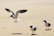 seagulls-fly-beach-sunny-nature-476876.jpg