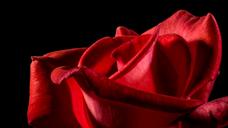 red-rose-rose-rose-bloom-blossom-320892.jpg