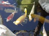 koi-fish-pond-japanese-garden-1313226.jpg