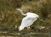 great-egret-bird-wildlife-flying-1055282.jpg