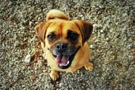 pug-dog-happy-smiling-pet-965766.jpg